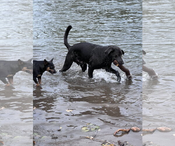 Medium Photo #6 Great Dane-Labrador Retriever Mix Puppy For Sale in Fort Collins, CO, USA