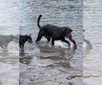 Small #5 Great Dane-Labrador Retriever Mix