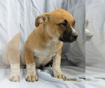 Small #2 Mutt