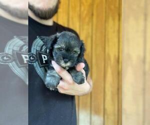 Schnauzer (Miniature) Puppy for sale in SPENCER, TN, USA