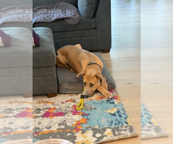 Medium Photo #3 Great Dane-Unknown Mix Puppy For Sale in Sandy, UT, USA