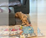 Small #2 Great Dane Mix