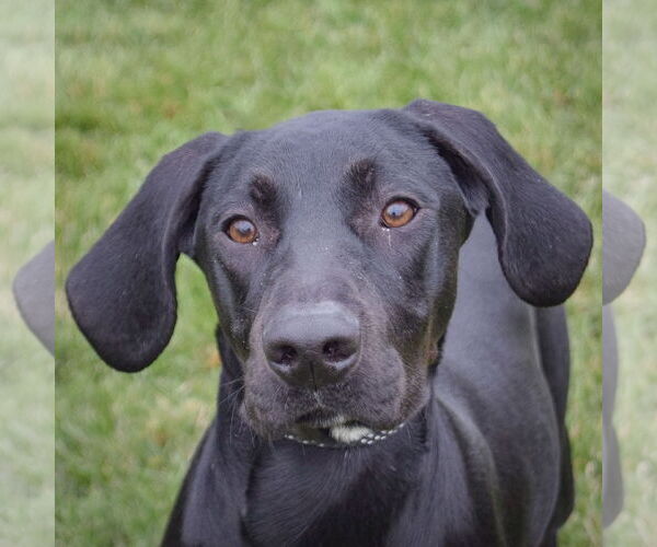 Medium Photo #5 Coonhound-Unknown Mix Puppy For Sale in Huntley, IL, USA