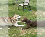Small #8 American Pit Bull Terrier Mix