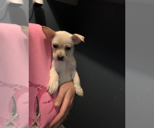 Chorkie-Huskimo Mix Puppy for sale in FRANKLIN, OH, USA