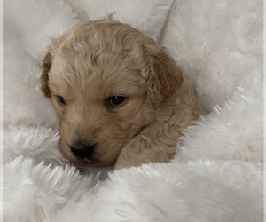 Medium English Cream Golden Retriever-Goldendoodle Mix