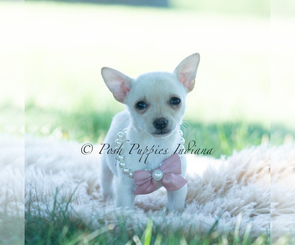Medium Photo #97 Chihuahua Puppy For Sale in WARSAW, IN, USA