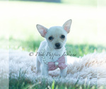Small Photo #97 Chihuahua Puppy For Sale in WARSAW, IN, USA