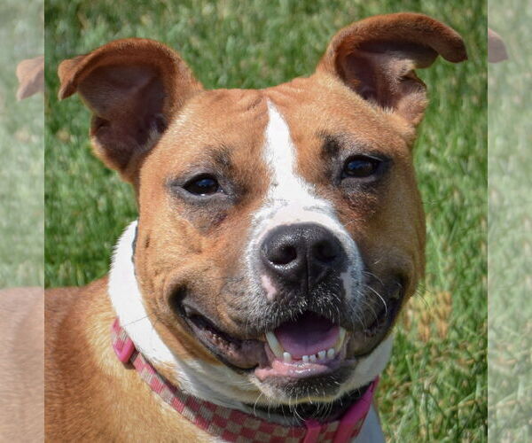 Medium Photo #1 American Staffordshire Terrier-Boxer Mix Puppy For Sale in Huntley, IL, USA