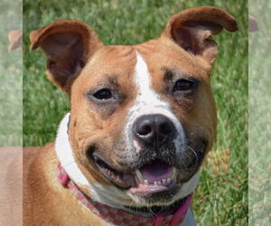 Medium American Staffordshire Terrier-Boxer Mix