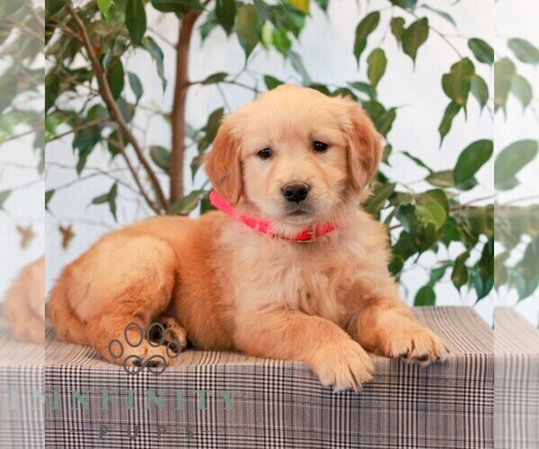 Medium Photo #3 Golden Retriever Puppy For Sale in LITITZ, PA, USA