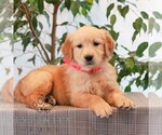 Small #2 Golden Retriever