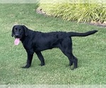 Small Photo #6 Labrador Retriever Puppy For Sale in KINGSTON, GA, USA