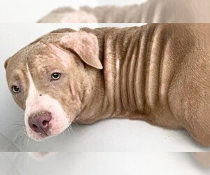American Bulldog-Unknown Mix Dogs for adoption in Houston, TX, USA