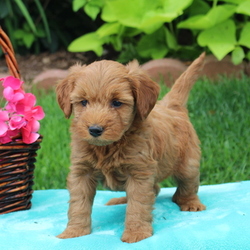 Goldendoodle (Miniature) Puppy for sale in GAP, PA, USA