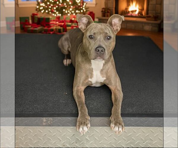 Medium Photo #2 American Staffordshire Terrier-Unknown Mix Puppy For Sale in New Oxford , PA, USA