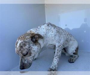 American Staffordshire Terrier-Unknown Mix Dogs for adoption in Houston, TX, USA