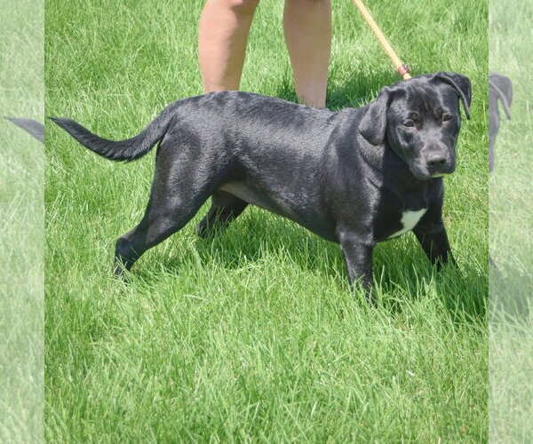 Medium Photo #2 Mutt Puppy For Sale in Huntley, IL, USA