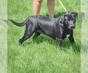 Xena - Female Mutt Dog for Adoption - Photo #2