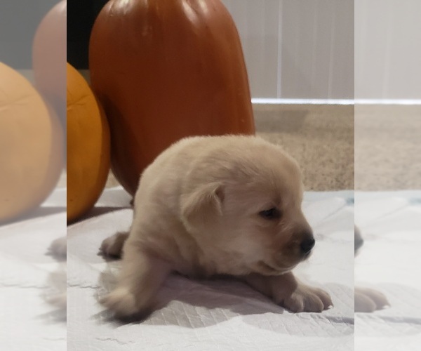 Medium Photo #22 Labrador Retriever Puppy For Sale in OLYMPIA, WA, USA