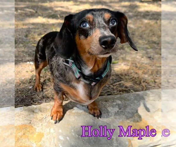 Medium Photo #4 Dachshund Puppy For Sale in San Antonio, TX, USA