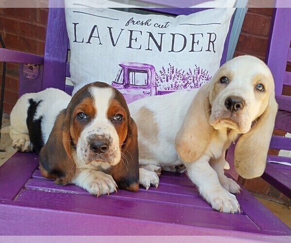 Medium Photo #3 Basset Hound Puppy For Sale in CANTON, GA, USA