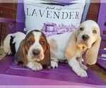 Small #2 Basset Hound