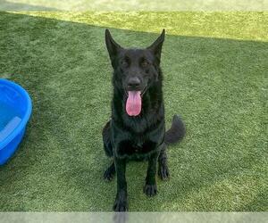 German Shepherd Dog Dogs for adoption in Orange, CA, USA