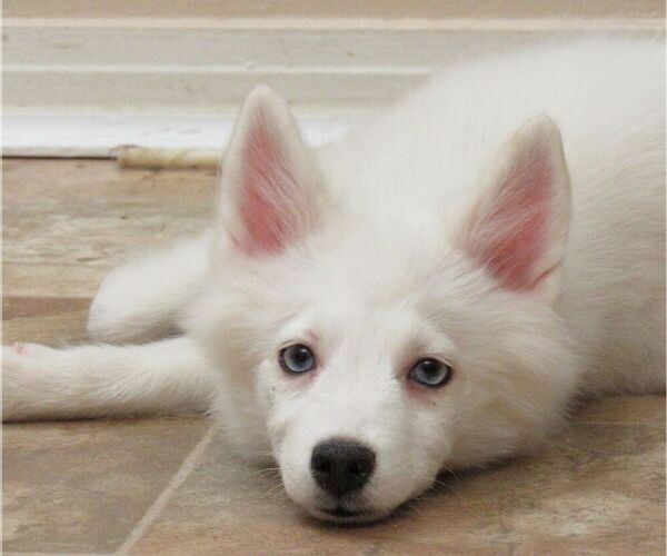 Medium Photo #7 Pomsky Puppy For Sale in SEBRING, FL, USA