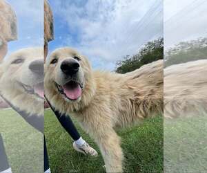 Pat- At shelter available 9/29 - Female Great Pyrenees Dog for Adoption - Photo #2