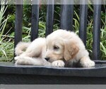 Small Photo #3 Goldendoodle Puppy For Sale in BERLIN, NJ, USA