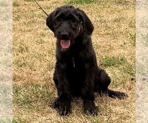 Great Dane-Poodle (Standard) Mix Puppy for sale in CHARITON, IA, USA