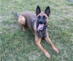 Medium Belgian Malinois