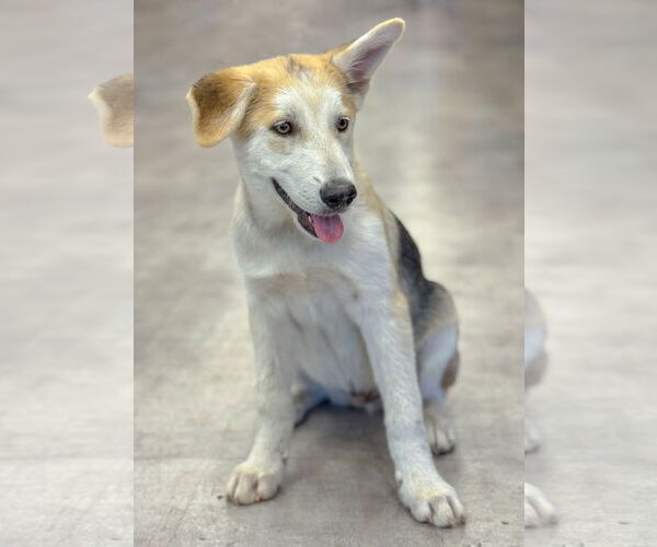 Medium Photo #14 German Shepherd Dog-Unknown Mix Puppy For Sale in PIPE CREEK, TX, USA