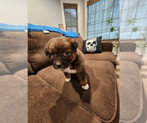 Mutt Dog for Adoption in Mooresville, North Carolina USA