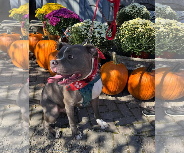 Medium Photo #5 American Pit Bull Terrier-Unknown Mix Puppy For Sale in Germantown, OH, USA