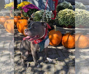 Sugar Cane - Male American Pit Bull Terrier-Unknown Mix Dog for Adoption - Photo #5