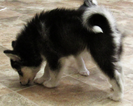Small Photo #2 Alaskan Klee Kai Puppy For Sale in SEBRING, FL, USA