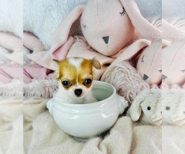 Medium Photo #23 Chihuahua Puppy For Sale in JENSEN BEACH, FL, USA