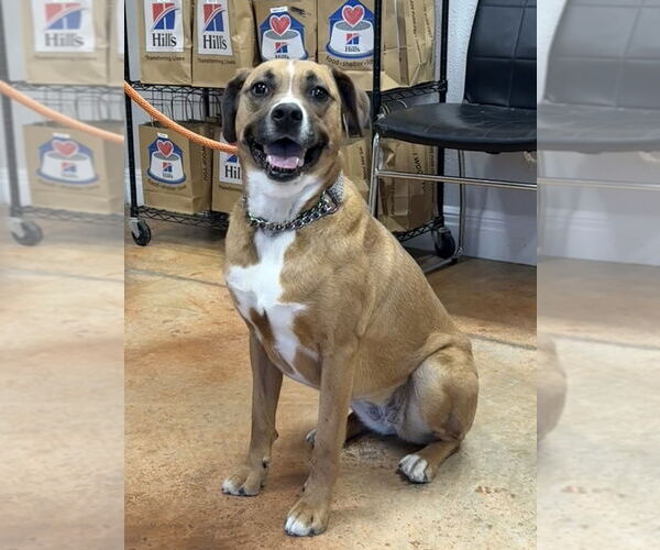 Medium Photo #28 Australian Shepherd-Boxer Mix Puppy For Sale in Bolivar, MO, USA