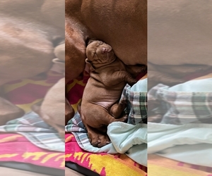 Vizsla Puppy for sale in ARLINGTON, TX, USA