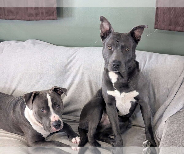 Medium Photo #21 American Pit Bull Terrier-Labrador Retriever Mix Puppy For Sale in Germantown, OH, USA