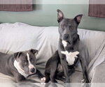Small #20 American Pit Bull Terrier-Labrador Retriever Mix