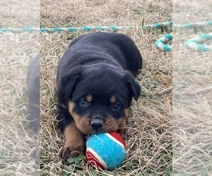 Rottweiler Puppy for sale in WALKER, MO, USA