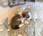 Small #8 Pembroke Welsh Corgi