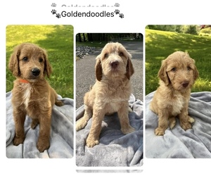 Goldendoodle Puppy for sale in SAYRE, PA, USA