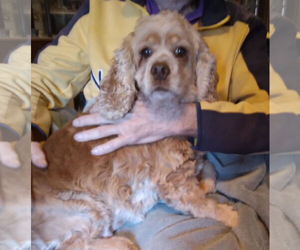 Medium Photo #1 Cocker Spaniel Puppy For Sale in Sioux Falls, SD, USA