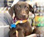 Small #1 Labrador Retriever-Retriever  Mix