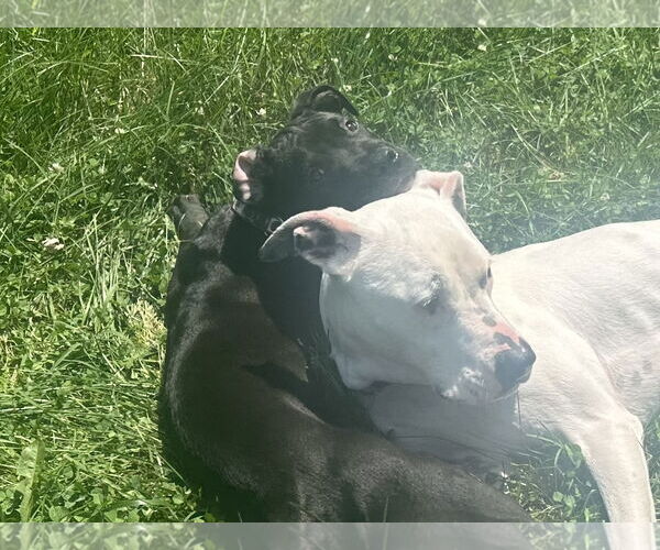 Medium Photo #5 Mutt Puppy For Sale in Spotsylvania, VA, USA
