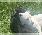 Small Photo #5 Mutt Puppy For Sale in Spotsylvania, VA, USA